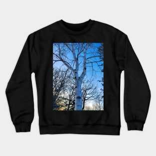 White Birch Tree Crewneck Sweatshirt